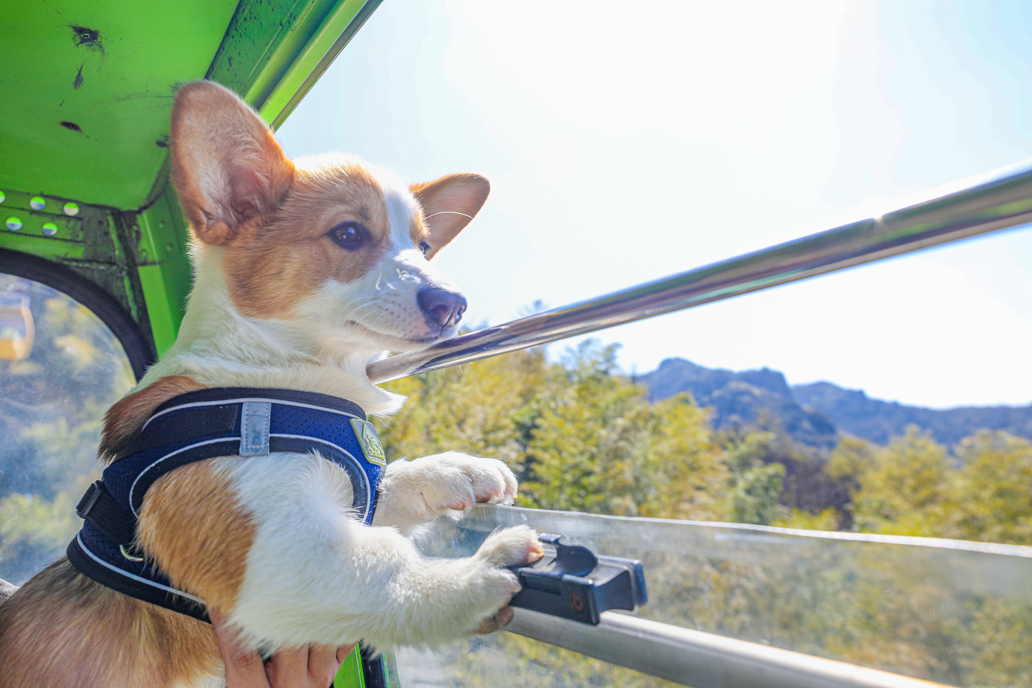 馬仁奇峰第一屆萌犬登山節，有狗狗的游客有福啦！